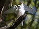 Blue-billed White-Tern (Gygis candida)