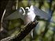 Fairy Tern (Sterna nereis)