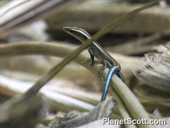 Azure-tailed Skink (Lygosominae cyanurum)