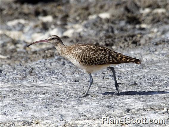 Bristle-thighed Curlew (Numenius tahitiensis)