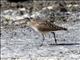 Bristle-thighed Curlew (Numenius tahitiensis)