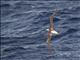 Red-footed Booby (Sula sula)