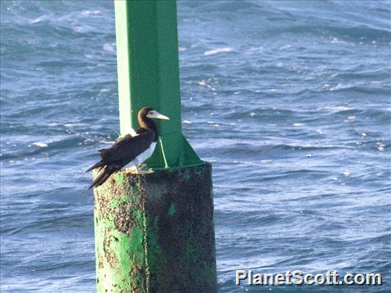 Brown Booby (Sula leucogaster)