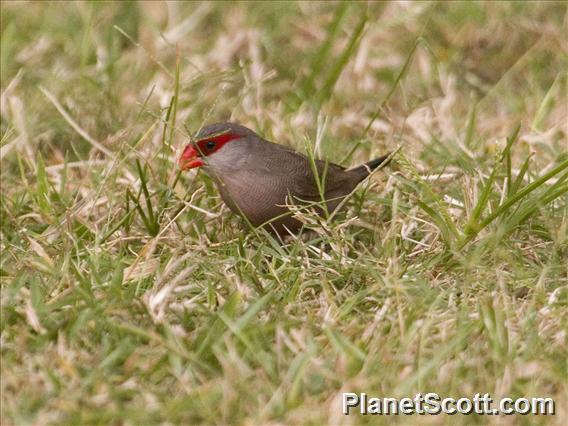 Common Waxbill (Estrilda astrild)