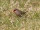 Common Waxbill (Estrilda astrild)