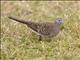 Zebra Dove (Geopelia striata)