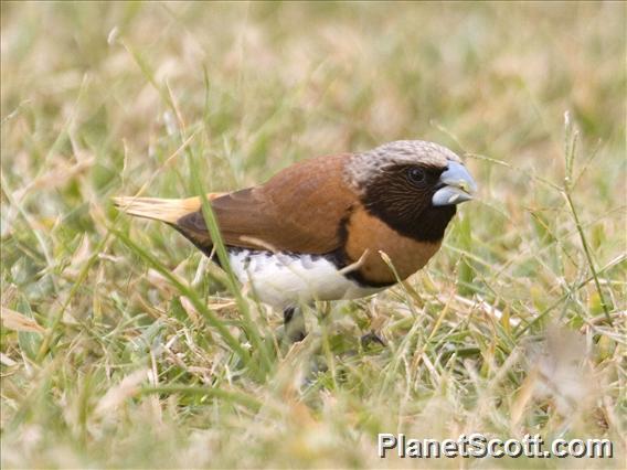 Chestnut-breasted Munia (Lonchura castaneothorax)