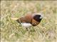 Chestnut-breasted Munia (Lonchura castaneothorax)