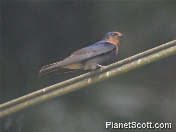 Tahiti Swallow (Hirundo tahitica)