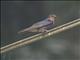 Tahiti Swallow (Hirundo tahitica)