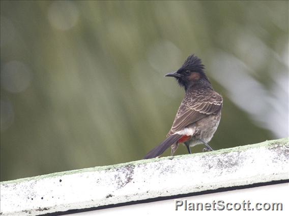 Red-vented Bulbul (Pycnonotus cafer)