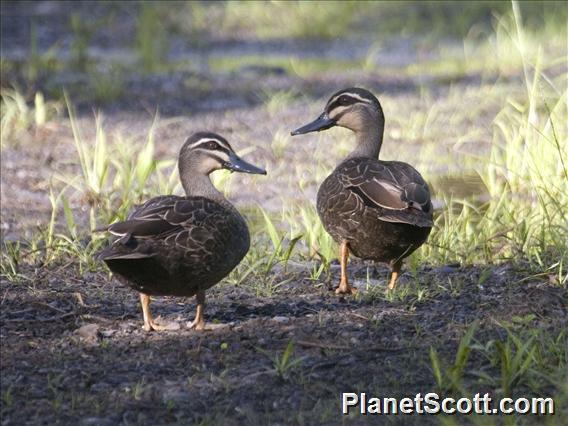 Pacific Black Duck (Anas superciliosa)