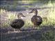 Pacific Black Duck (Anas superciliosa)