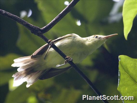 Tahiti Reed Warbler (Acrocephalus caffer)