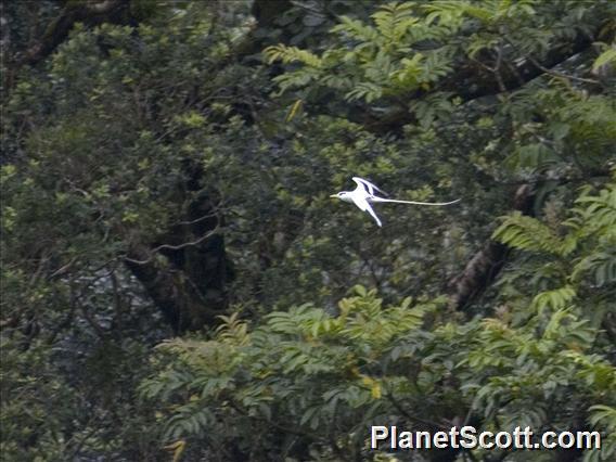 White-tailed Tropicbird (Phaethon lepturus)