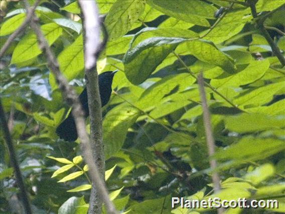 Tahiti Monarch (Pomarea nigra)