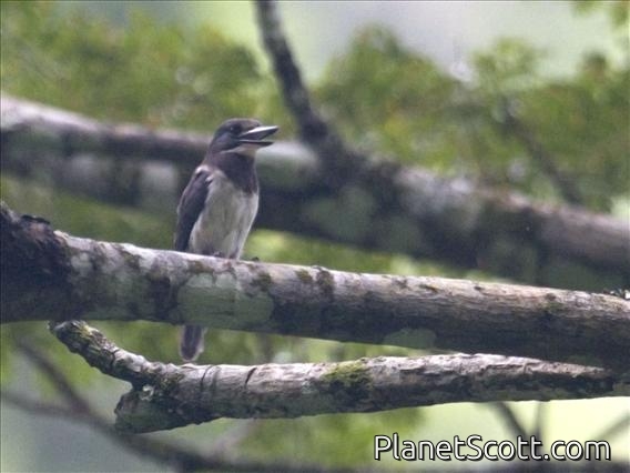 Society Kingfisher (Todiramphus veneratus)