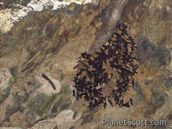 Tahiti Swiftlet (Aerodramus leucophaeus)