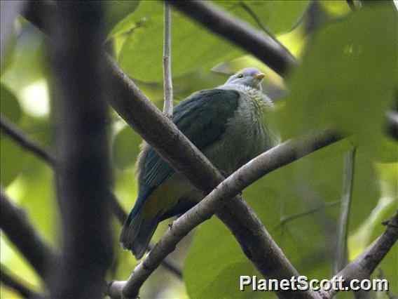 Gray-green Fruit-Dove (Ptilinopus purpuratus)