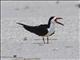 Black Skimmer (Rynchops niger)