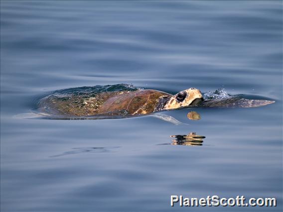 Loggerhead Sea Turtle (Caretta caretta)