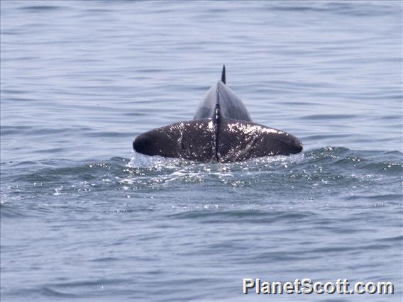 Bottlenosed Dolphin (Tursiops truncatus)