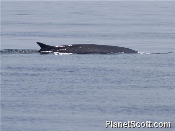 Fin Whale (Balaenoptera physalus)