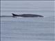 Fin Whale (Balaenoptera physalus)