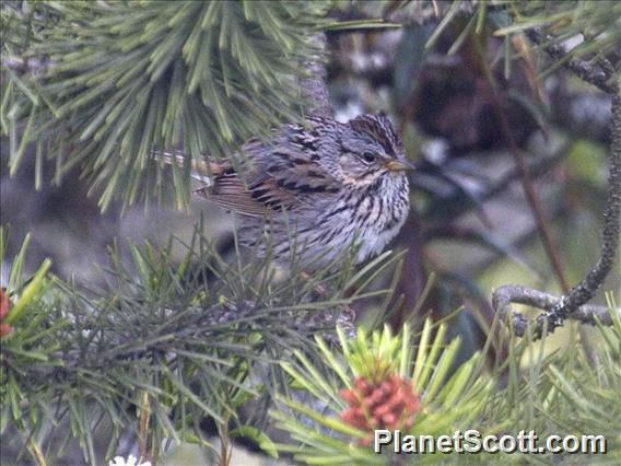 Lincoln's Sparrow (Melospiza lincolnii)