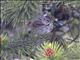 Lincolns Sparrow (Melospiza lincolnii)