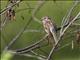 Field Sparrow (Spizella pusilla)