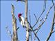 Red-headed Woodpecker (Melanerpes erythrocephalus)