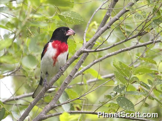 Rose-breasted Grosbeak (Pheucticus ludovicianus)