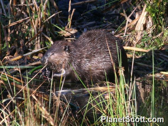 American Beaver (Castor canadensis)