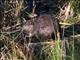 American Beaver (Castor canadensis)