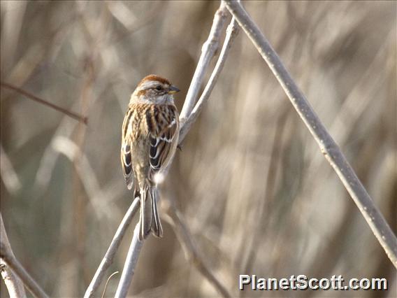 American Tree Sparrow (Spizelloides arborea)