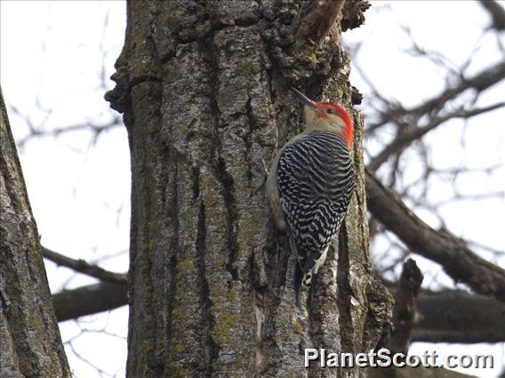 Red-bellied Woodpecker (Melanerpes carolinus)