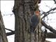 Red-bellied Woodpecker (Melanerpes carolinus)