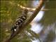 Eurasian Hoopoe (Upupa epops)