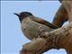 Garden Bulbul (Pycnonotus barbatus)