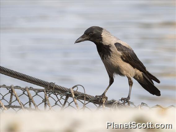 Hooded Crow (Corvus cornix)