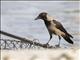 Hooded Crow (Corvus cornix)