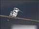 Pied Kingfisher (Ceryle rudis)