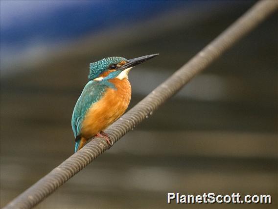 Common Kingfisher (Alcedo atthis)