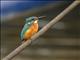 Common Kingfisher (Alcedo atthis)