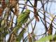 Rose-ringed Parakeet (Psittacula krameri)