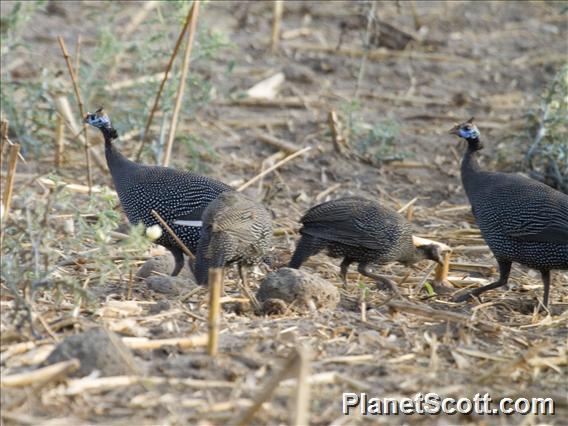 Helmeted Guineafowl (Numida meleagris)