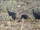 Helmeted Guineafowl (Numida meleagris)