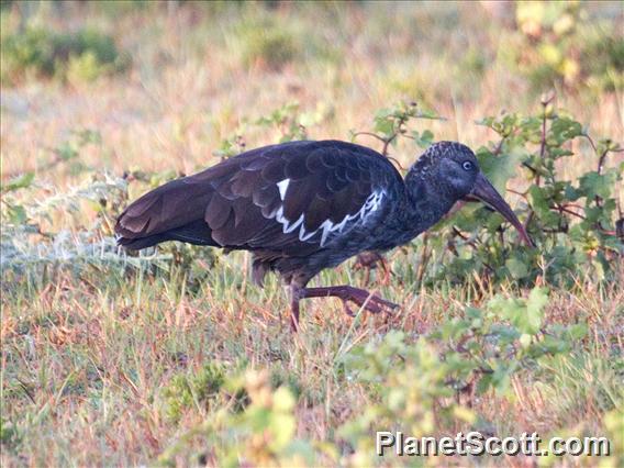 Wattled Ibis (Bostrychia carunculata)