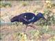 Wattled Ibis (Bostrychia carunculata)